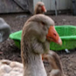 Meet your Posher, Lisa in the